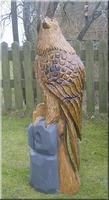 s_adler7.jpg
