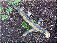 w_feuersalamander1.jpg