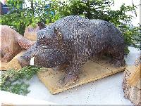 w_wildschwein.jpg